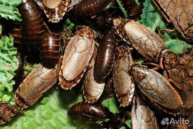 Мраморный таракан