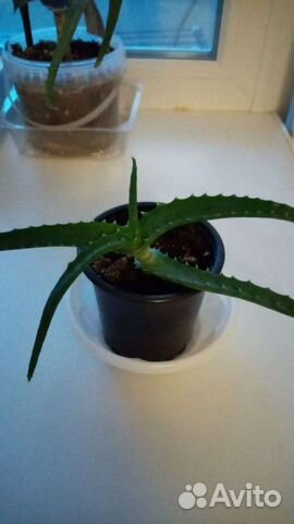 Алоэ лечебный, каланхоэ леч, золотой ус