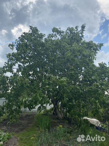 Саженцы грецкого ореха, морозостойкие