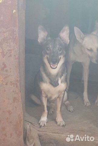 Стерилизованная небольшая собачка в дом