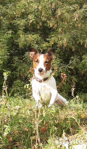 Джек Рассел Терьер. Вязка