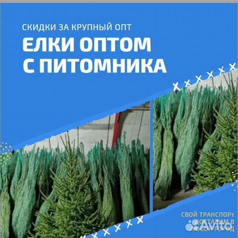 Новогодние Елки Из Питомника Оптом Купить