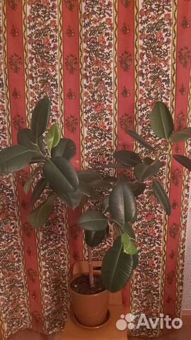 Цветы комнатные