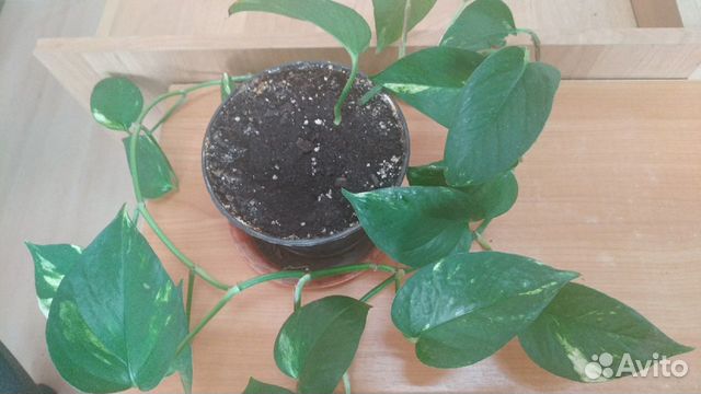 Эпипремнум