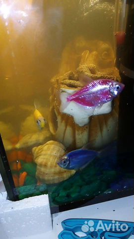 Аквариумные рыбки вместе с аквариумом