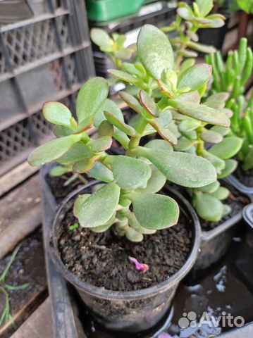 Крассула толстянка