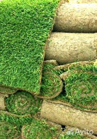 Рулонный газон 