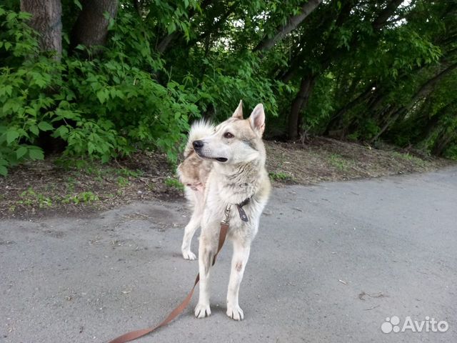 Западносибирская лайка