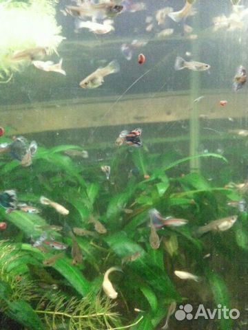 Рыбки и аквариумные растения купить на Зозу.ру - фотография № 2