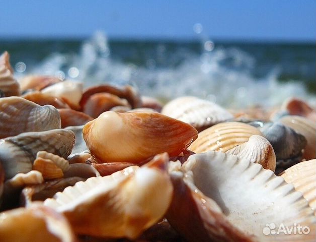 Ракушки для аквариума и поделок конус веер Ракушки для аквариума и поделок конус веер