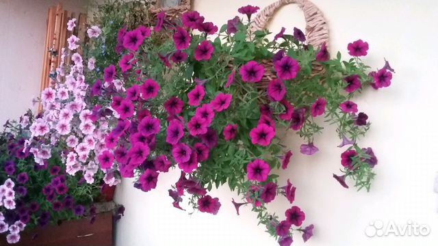 Петуния ампельные Петуния ампельные