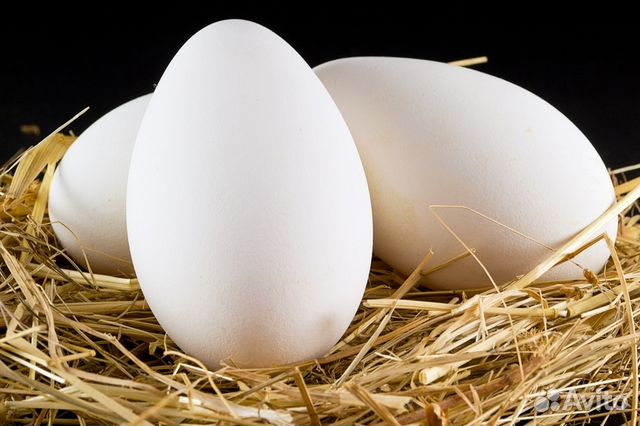 Инкубационное яйцо гуся 