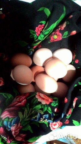 Инкубационные яйца порода джерсиский гигант купить на Зозу.ру - фотография № 2