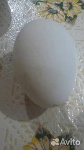 Продам гусиное яйцо на инкубацию купить на Зозу.ру - фотография № 2