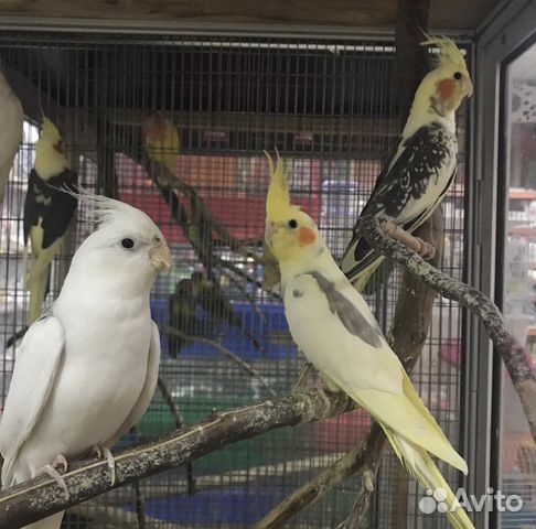 Различные попугаи купить на Зозу.ру - фотография № 1
