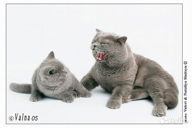 Британские котята классического окраса купить на Зозу.ру - фотография № 2