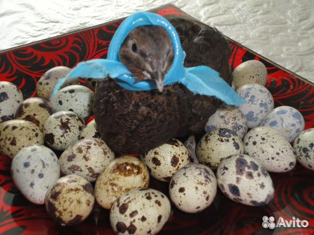 Инкубационные яйца перепелов породы: купить на Зозу.ру - фотография № 1