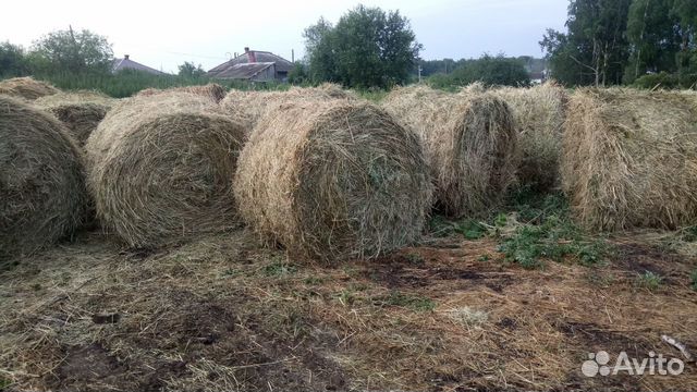 Сено кемеровская область. Тюк сена 400 кг. Как выглядит сено 600 700 килограмм. Сено за прошлогодние купить.