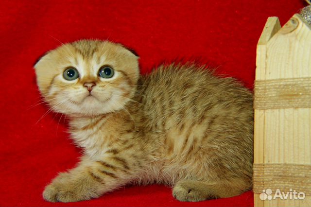 Вязка с Золотым тикированным котом купить на Зозу.ру - фотография № 2