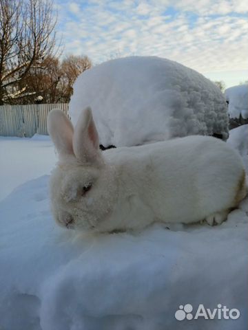 Чистопородные племенные кролики купить на Зозу.ру - фотография № 3
