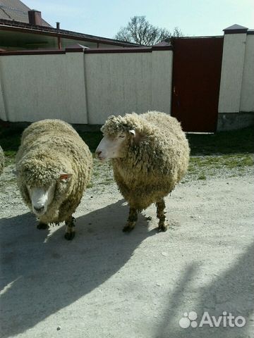 Овцы, бараны купить на Зозу.ру - фотография № 4