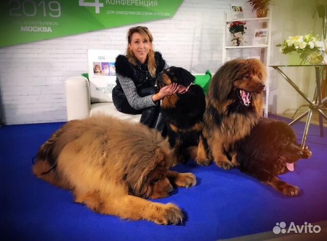 Стрижка собак и кошек