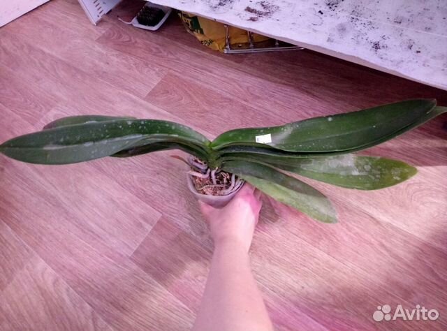 Орхидея Brown bear