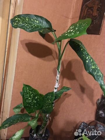 Диффенбахия Диффенбахия