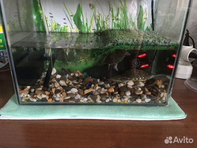 Акватеррариум с красноухими черепахами