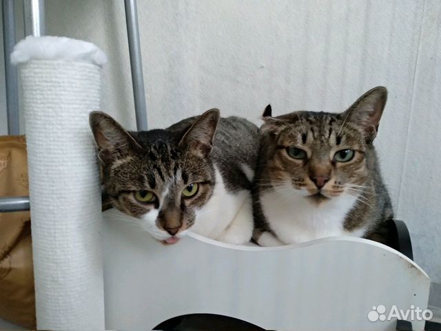 Домашняя передержка кошек. Зоогостиница