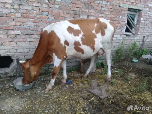 Стельные коровы купить на Зозу.ру - фотография № 1