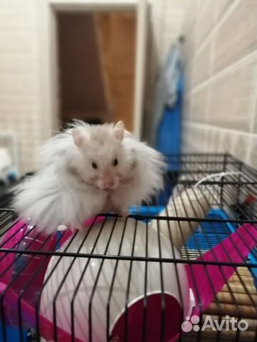 Хомяк Тула Магазин Режим Работы
