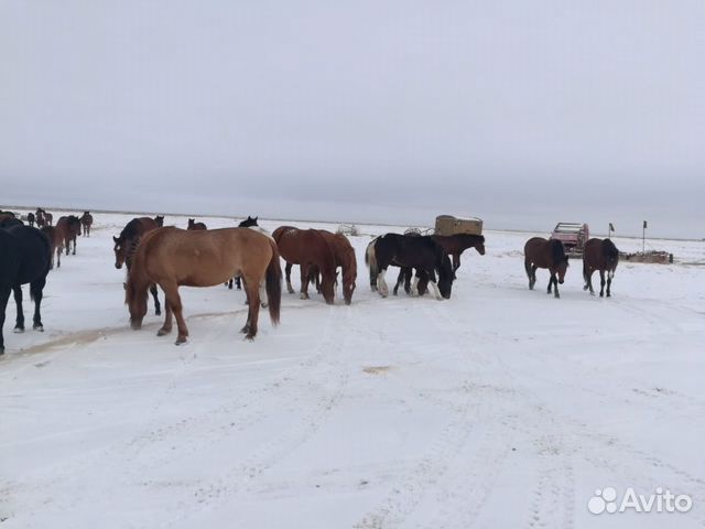 Лошади пропали купить на Зозу.ру - фотография № 9