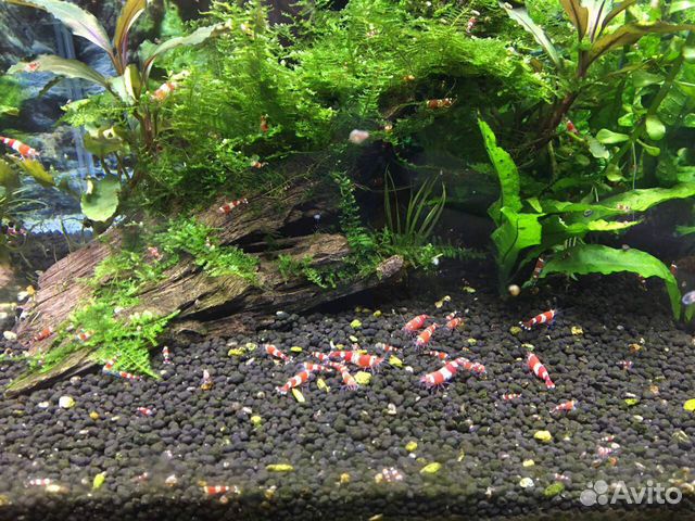 Креветки красный кристалл