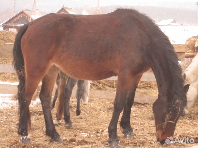 Лошади башкирской породы купить на Зозу.ру - фотография № 3
