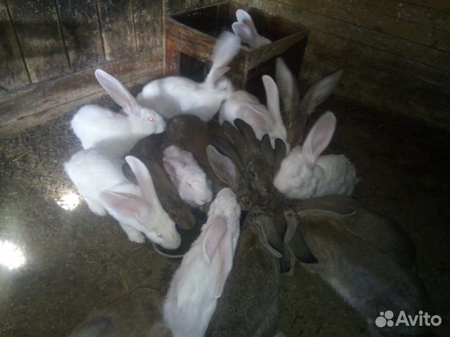 Продам кроликов порода Ризен купить на Зозу.ру - фотография № 5