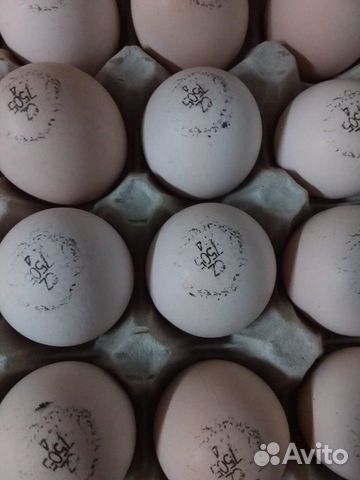 Инкубационное яйцо из Европы и Канады купить на Зозу.ру - фотография № 3