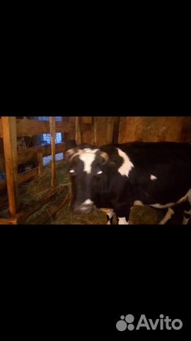 Продам молодую корову купить на Зозу.ру - фотография № 2