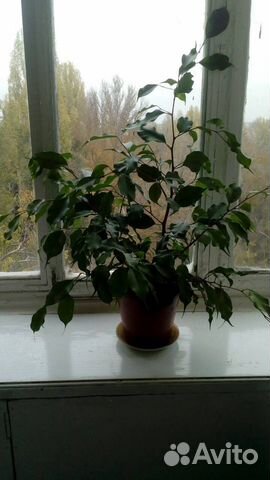 Фикус мелколистный