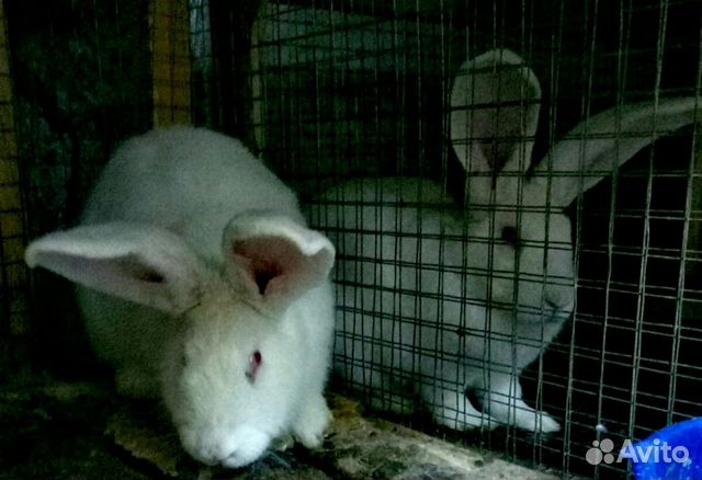 Серый великан #кроликивеликаны купить на Зозу.ру - фотография № 2