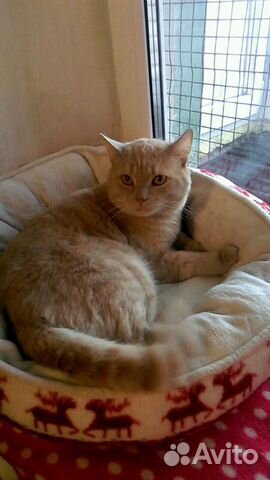 Котик Чип Котик Чип