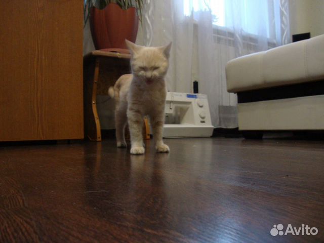 Котёнок подросток купить на Зозу.ру - фотография № 1