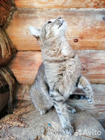 Метис европейской кошки в дар купить на Зозу.ру - фотография № 9