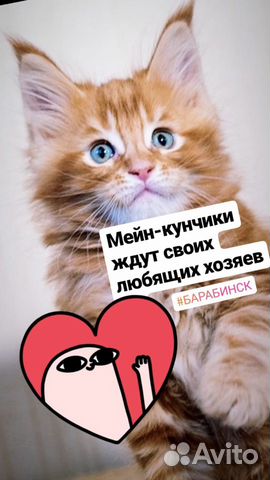 Продам котяи купить на Зозу.ру - фотография № 1