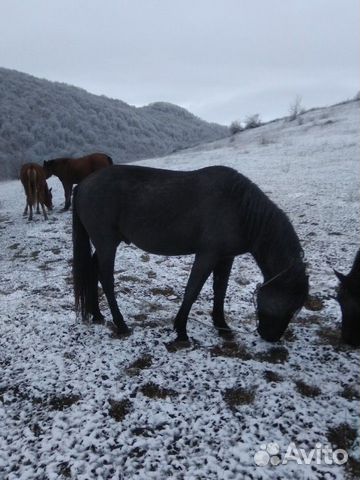 Лошадь юргъа купить на Зозу.ру - фотография № 1