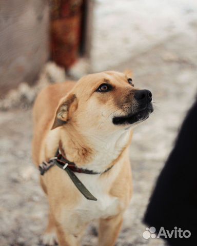 Собаки в частный сектор купить на Зозу.ру - фотография № 2