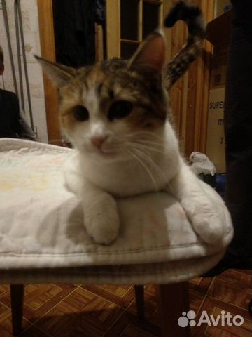 Красивая, добрая кошка купить на Зозу.ру - фотография № 1