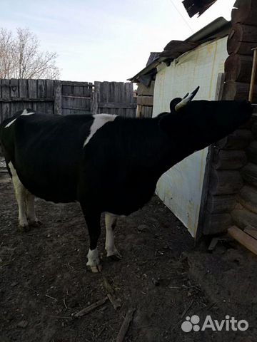 Продаётся молочная корова купить на Зозу.ру - фотография № 1
