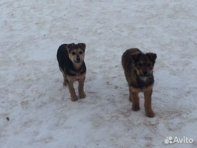 Щенки в дар Щенки в дар