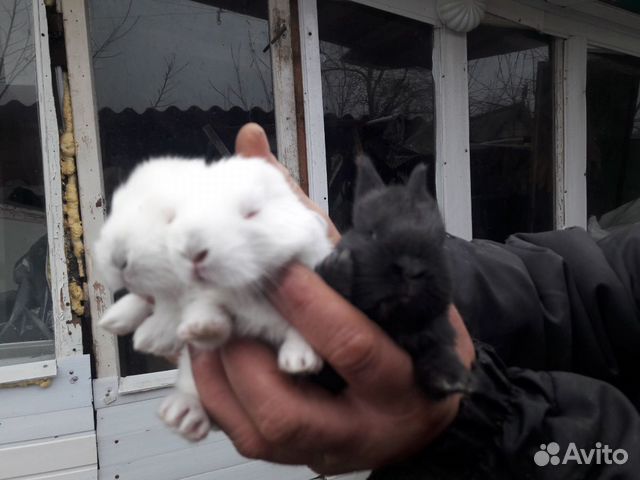 Продам крольчат купить на Зозу.ру - фотография № 3